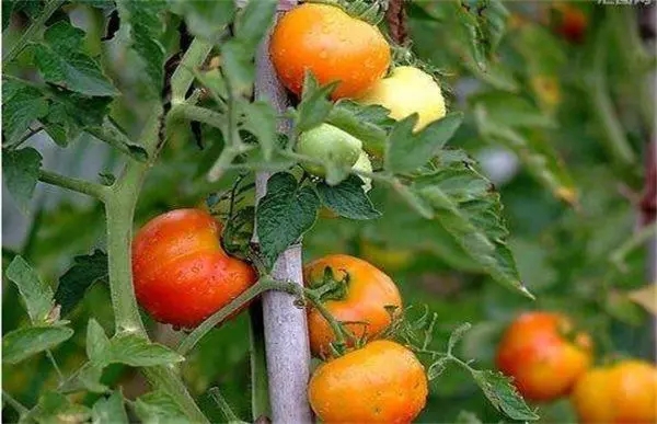 ���t����С�Ǟ�ʲô�����t�������ô�k��