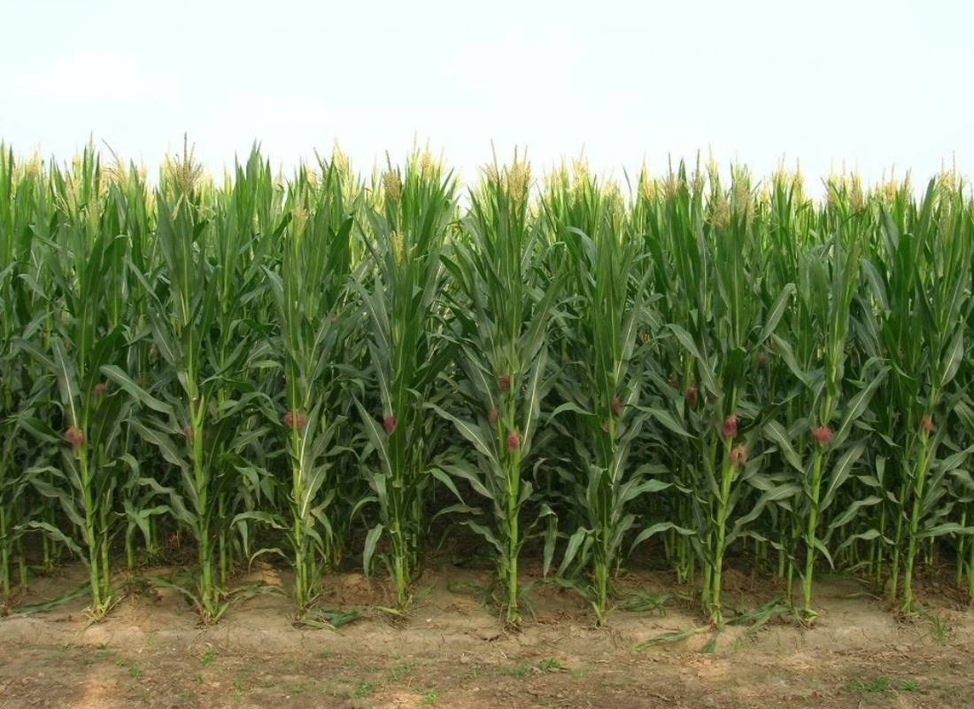 �o����������ηN�ã���������ɣ�