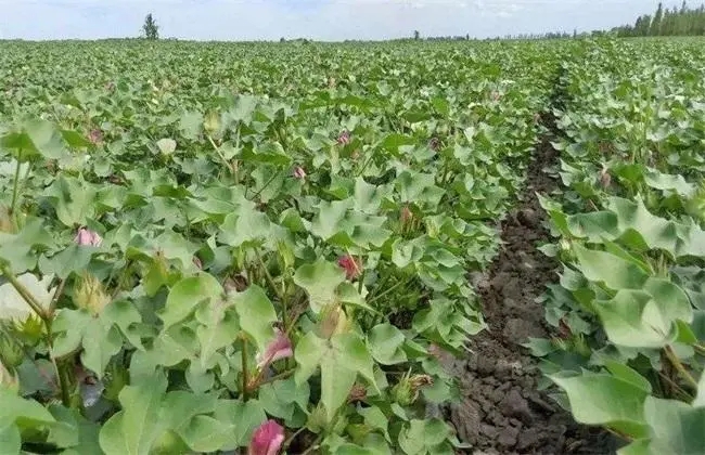 �޻�ʲô�r(sh��)�򲥷N���޻���ô�N��