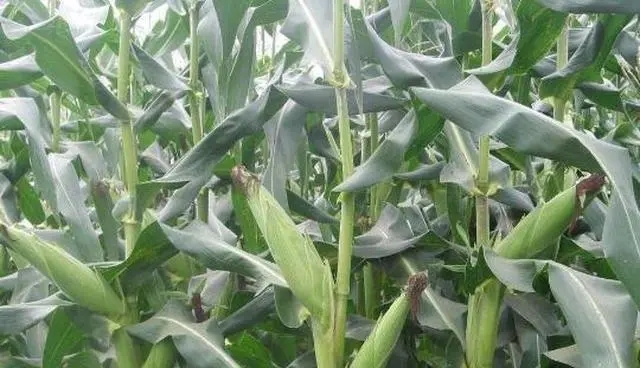 �����ײ��N��һ����4��ĩ��5�³������괺������һ��Ҫ�������׃�����m�r���ղ��N�r�g���Nֲ���^�磬�����a��ƫ�ͣ����Ҳ��x��߀�l�����ஔ���ء���ô��һ�����������׷Nֲ���g��Ҫ�c�ɡ�  1����������  �м��ķ�������ʹ������������m���­h��������Ҫע�⣬������m�˵�����з�������ŷ���15cm���Ҽ��ɡ�  2���x��Ʒ�N  һ��Ҫ�xȡ�m�˲��N��Ʒ�N�������x����������������xҲ��һ�����ߵ�Ʒ�N�������x��߮a