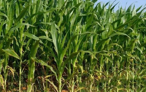 ˮ���������g���������ӣ�ˮ�����׵Ĺ���������