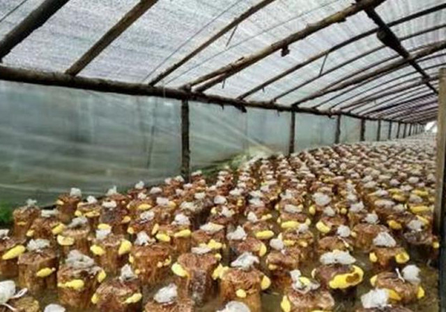 ɣ�S�Nֲ��ô����ɣ�S�Nֲ�����༼�g��