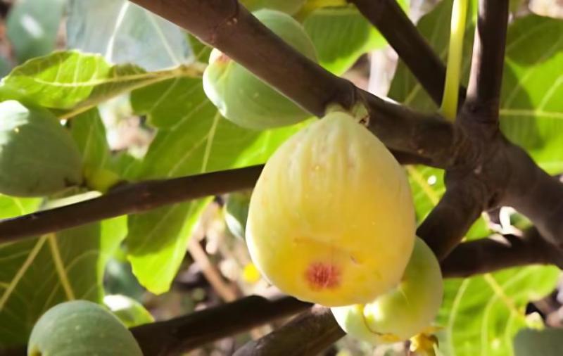 �o�����l(f��)ѿʲô�r�gʩ��