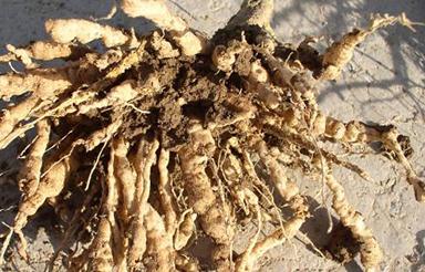 ���Ѹ����x���İl(f��)��������