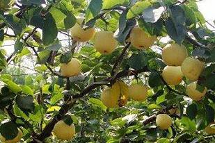 ���̿�Ҳ���ô���������̿�Ҳ��ķ��η���