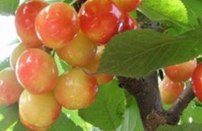 �����~�߲�ʲô�Y���������~�߲��ķ��η���