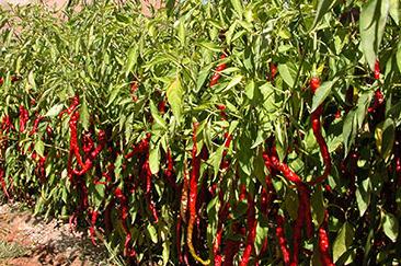 �����L���x�ķ��η���