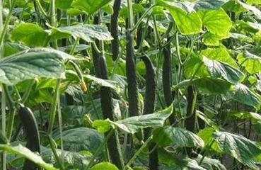 �����S��ή�衢������ô����