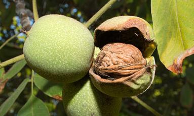 ����֦�ݲ��Y����η���