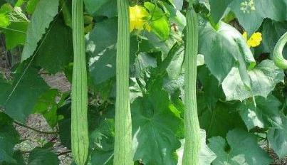 �z���~�Ӟ�ʲô���l(f��)�S���z���~�Ӱl(f��)�S��ô�k?