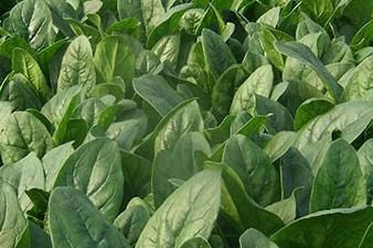 ���˰׷۲��İY����η���