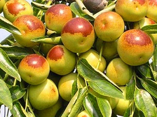 ���Η��䲡�x�����������ץ��