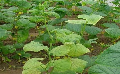 �S�����o픶�ͣ�����L��λ���