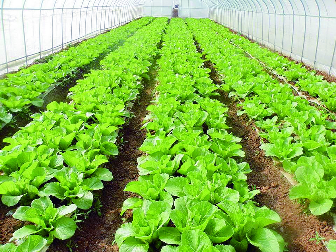 �ѩ������߲˹���ץ���c