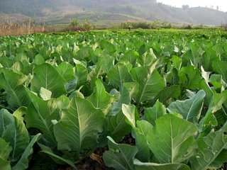 ������� ����D�� ��������߲˹���׃�ˆ᣿