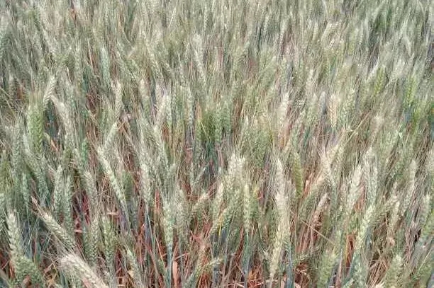 ��������С�����{���@�F(xi��n)�������룬��ô����?