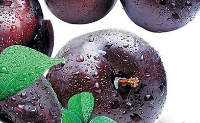 ��÷�ķNֲ���ɣ��c���Ʒ�����