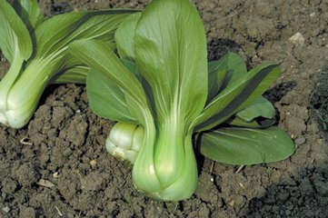 �๣�˹�������Щ�·f�ķ�����