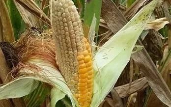 ���ײ��NԽ�磬�L��Խ�ã������@������ʲô�r�򲥲ź��m��