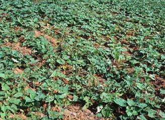 �t��һ��ʲô�r���_ʼ�����������ڴ�Ŷ��