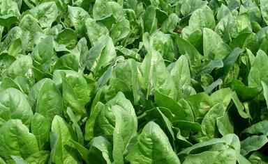 ����Nֲ����Ҫע��ʲô�����ﲤ�˷Nֲ����