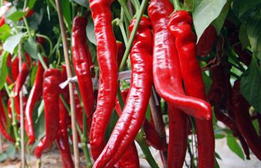 ��������仨���ô�����������仨���������ʩ