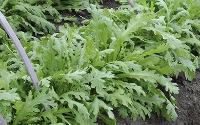 ������ô�Nֲ�a���ߣ�����߮a�ļ��gҪ�c