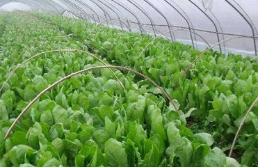 �n�S�Nֲ�����g�������n�S�NֲҪע��Ć��}��