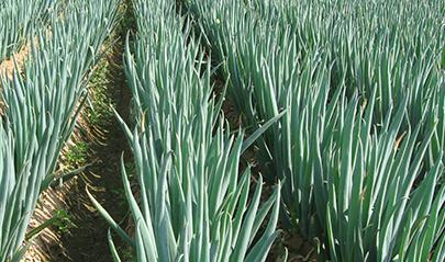 �����[�Nֲ��ô�����������[�ĿƌW(xu��)������