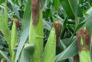 ������ô�Nֲ�a(ch��n)���ߣ��Nֲ���׵ļ��g(sh��)��ʩ