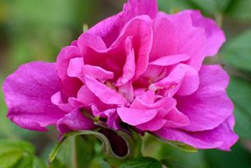 ĵ����ʲô�r(sh��)���_��ĵ��������4-5�·�