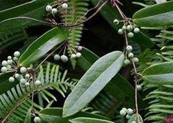 �Nֲ����Ҫע��ʲô���Nֲ����ע�����