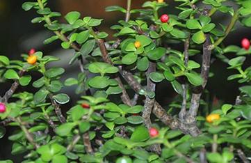 ��֦���~����ˮ���ᣬ��֦���~��ˮ�෽��