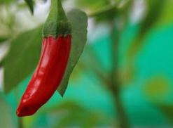 �����Nֲ�������_(k��i)�������ʣ���α��������仨���