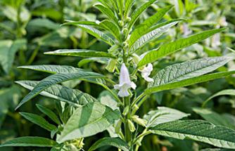 ��ô�����֥�飿�����֥��ļ��gҪ�c