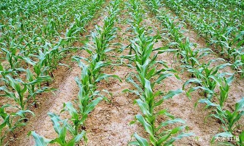 ���מ�ɶ�����F(xi��n)��С�磿�@Щ����Ҫӛ�Σ�