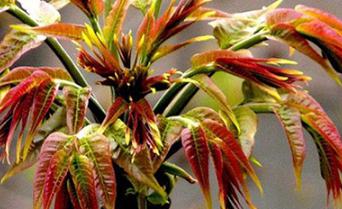 �㴻�Nֲ���g��ʲôҪ�c���c����֮�g��ʲô�^�e��