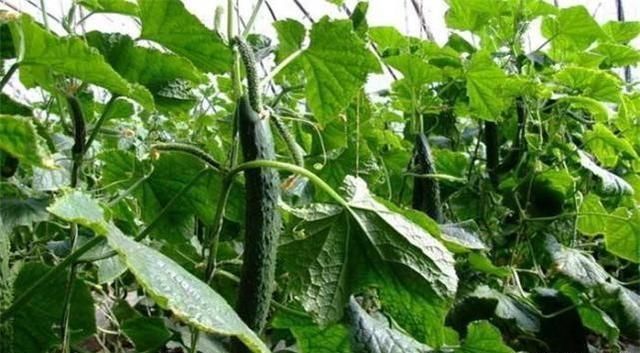 ���ﴺ�S�ϲ��Y(ji��)�ϡ��Y(ji��)���٣���ɶԭ��