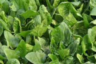 ������ô�Nֲ�a(ch��n)�������Nֲ���󲤲˵ķ���Ҫ�c(di��n)