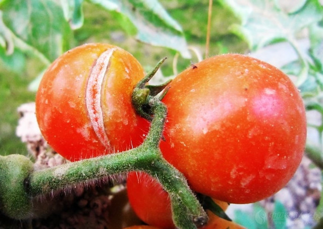 ���t���Nֲ�ѹ���ʲôԭ�������t���Nֲ�ѹ���ô�k��