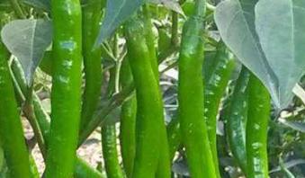 �����Nֲ����������������þ������g��헹�