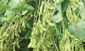 �s�̴���������ʲô�������������ڿs�̼���