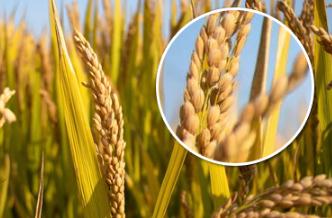 ˮ������ʲô�r��Nֲ��ˮ��ʲô�r�g�ո�ã�