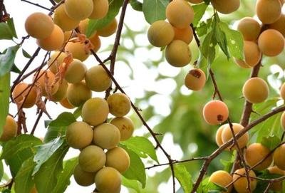 ���ӌ��Ә��M���Ժ������