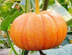 �����Ϲϵĕr�g����ʲô�r��