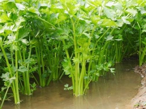 ˮ����ô����a(ch��n)���ߣ��ļ�����ˮ�����༼�g(sh��)