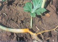 ��ô�������ϝa�������ϑY�����μ���