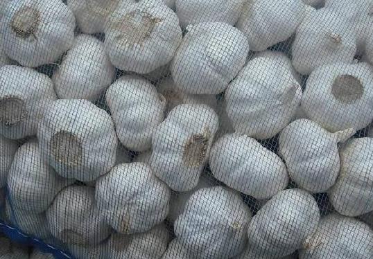 ����ʲô�r��Nֲ�ã�����ķNֲ����