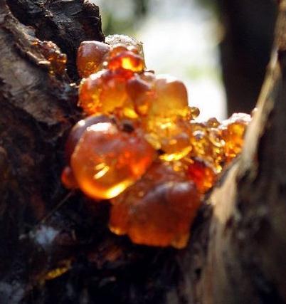 ��ô�����Ҙ����z�Y��Ҙ����z�����μ���