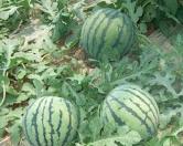 �������΢��ʩ�ʣ�����΢��ʩ�ʼ��g(sh��)��